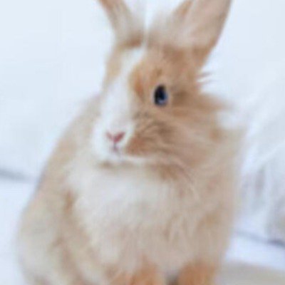 うさぎ🐇🕊🖤